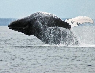 Avistamiento de ballenas